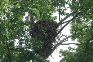 TPC Piper Glen Bald Eagle Nest